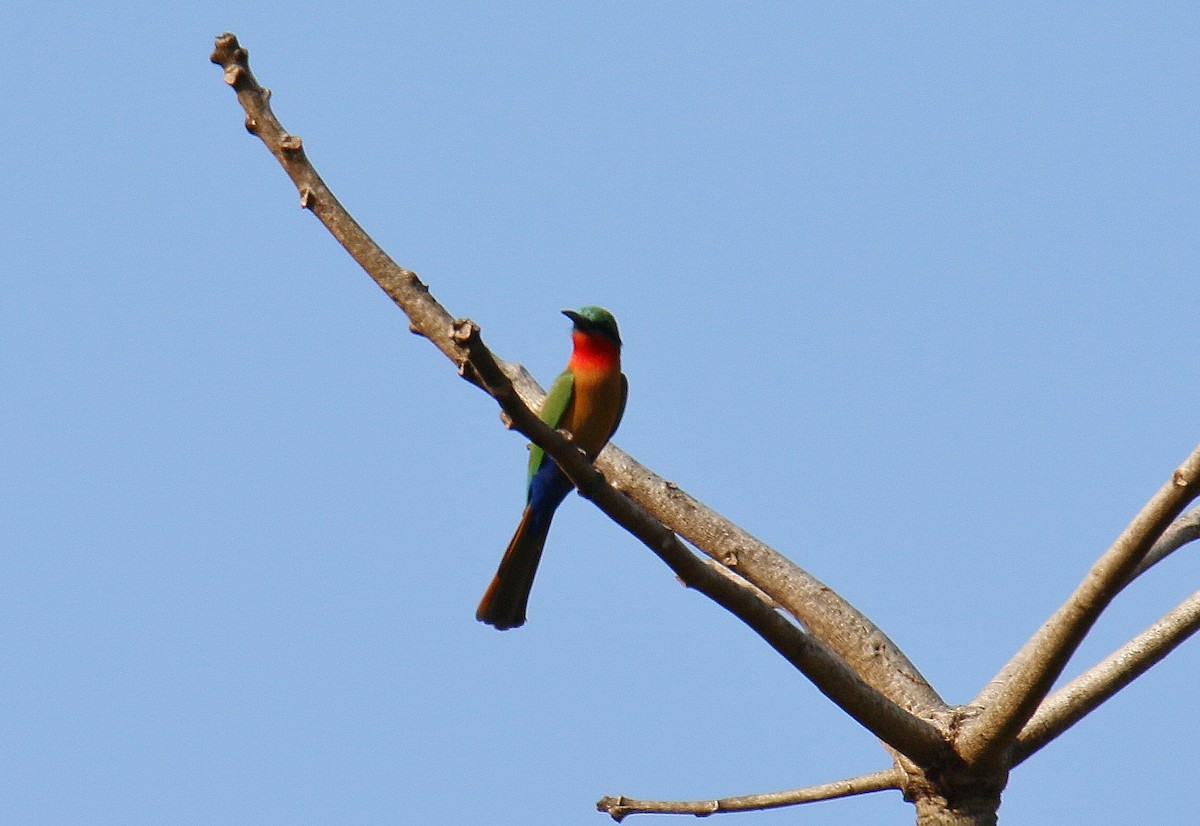 Red-throated Bee-eater - Kevin Lester