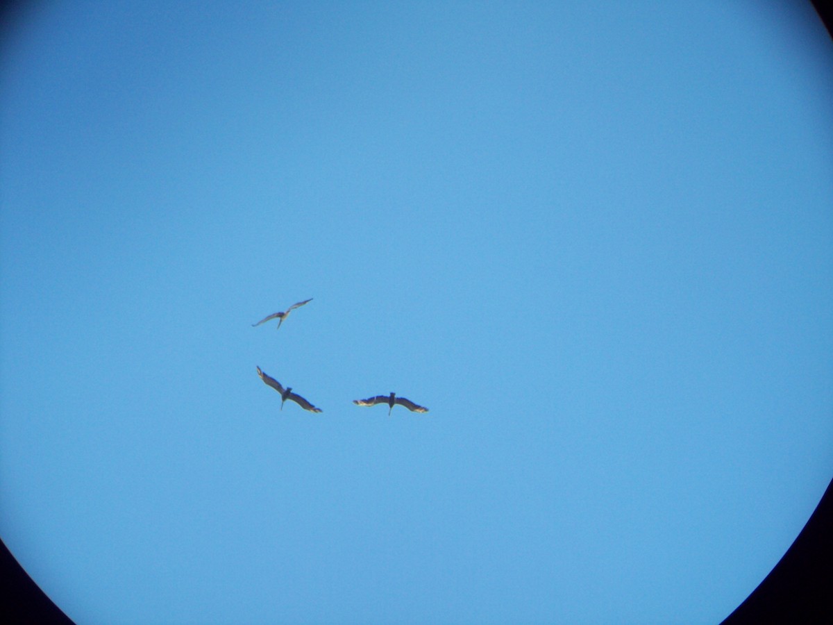 Brown Pelican - ML290707261