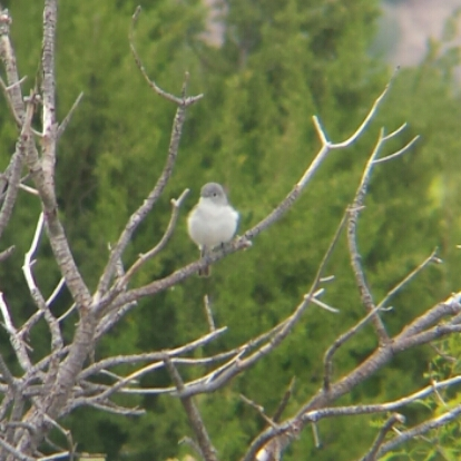 Gray Vireo - ML29070811