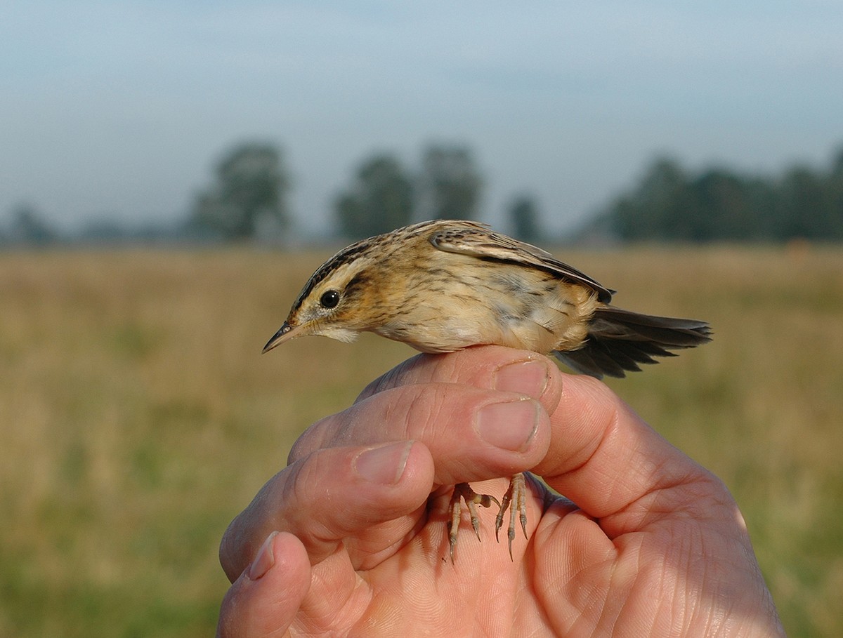 Aquatic Warbler - ML290708251