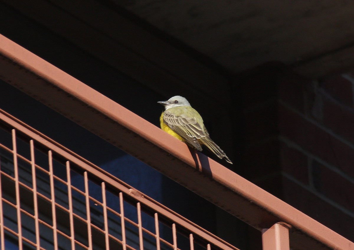 Couch's Kingbird - ML290708831