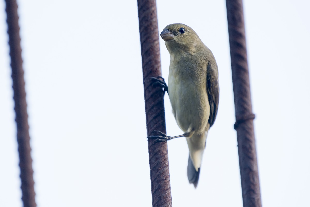 Sporophila sp. - ML290708861