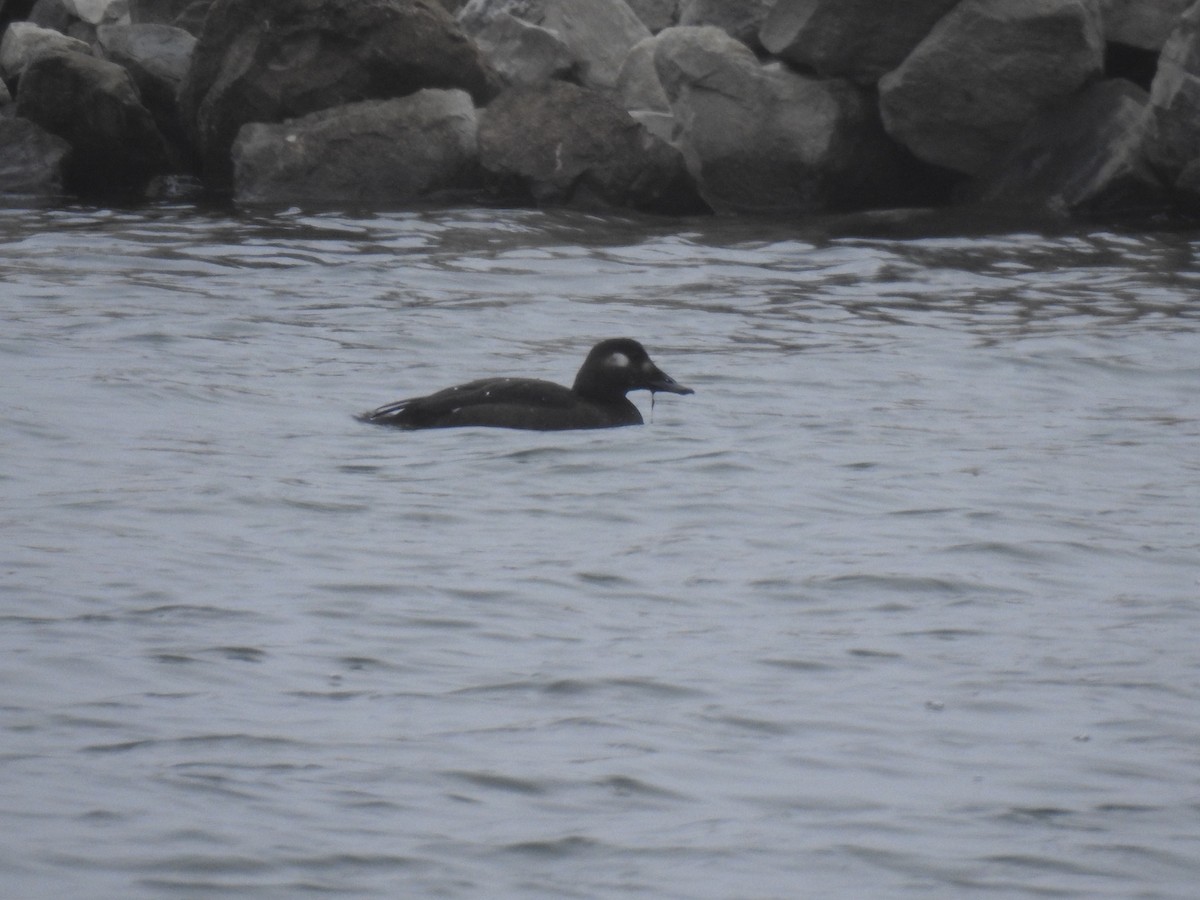 White-winged Scoter - Thomas Johnson