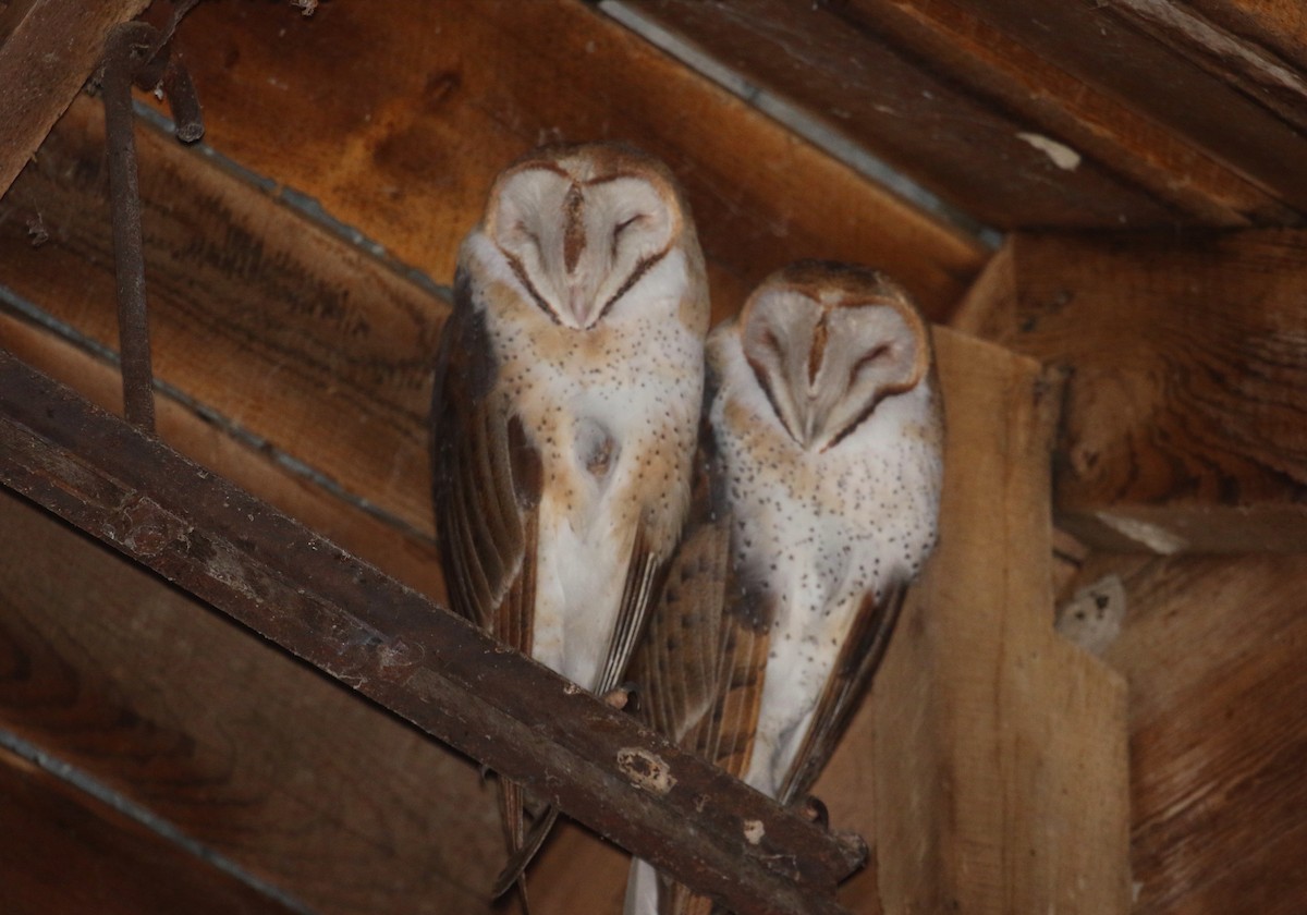 Barn Owl - ML290712341