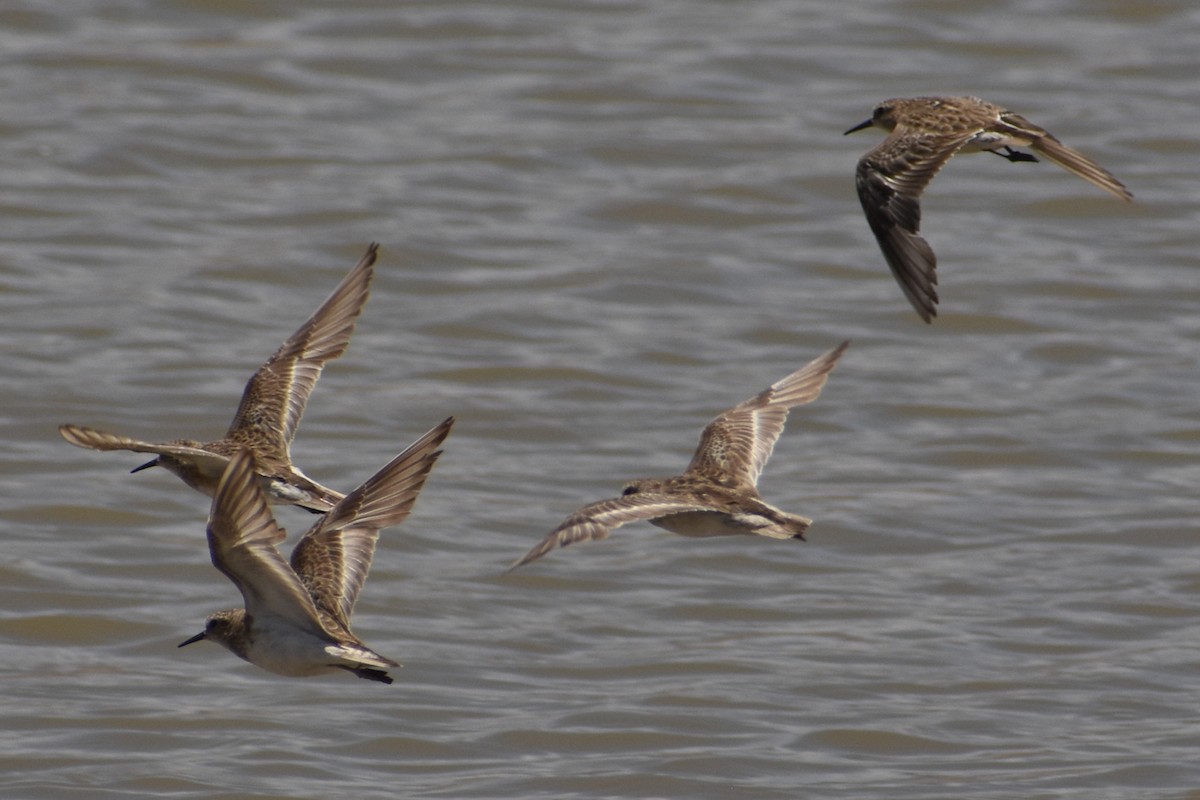 Baird's Sandpiper - ML290714901