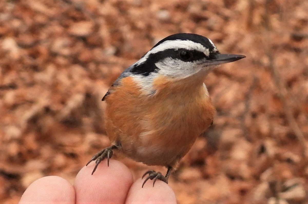 Red-breasted Nuthatch - ML290716081