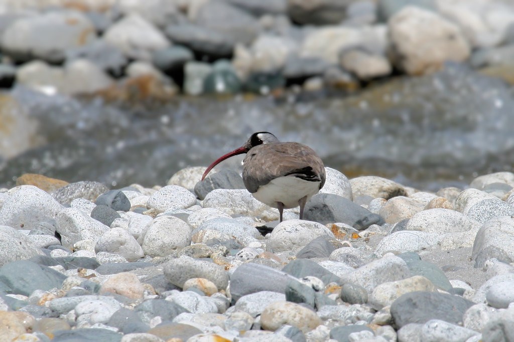 Ibisbill - Don-Jean Léandri-Breton