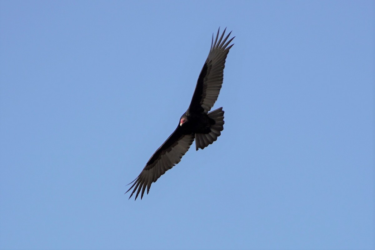 Turkey Vulture - ML290717131