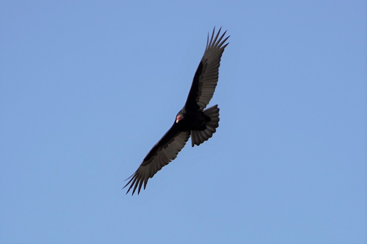 Urubu à tête rouge - ML290717131