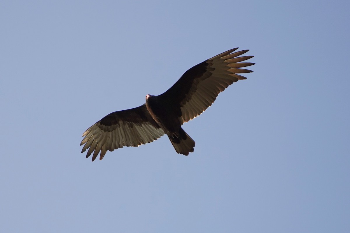 Turkey Vulture - ML290717151