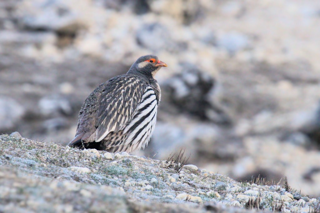 Tibetan Snowcock - ML29071901