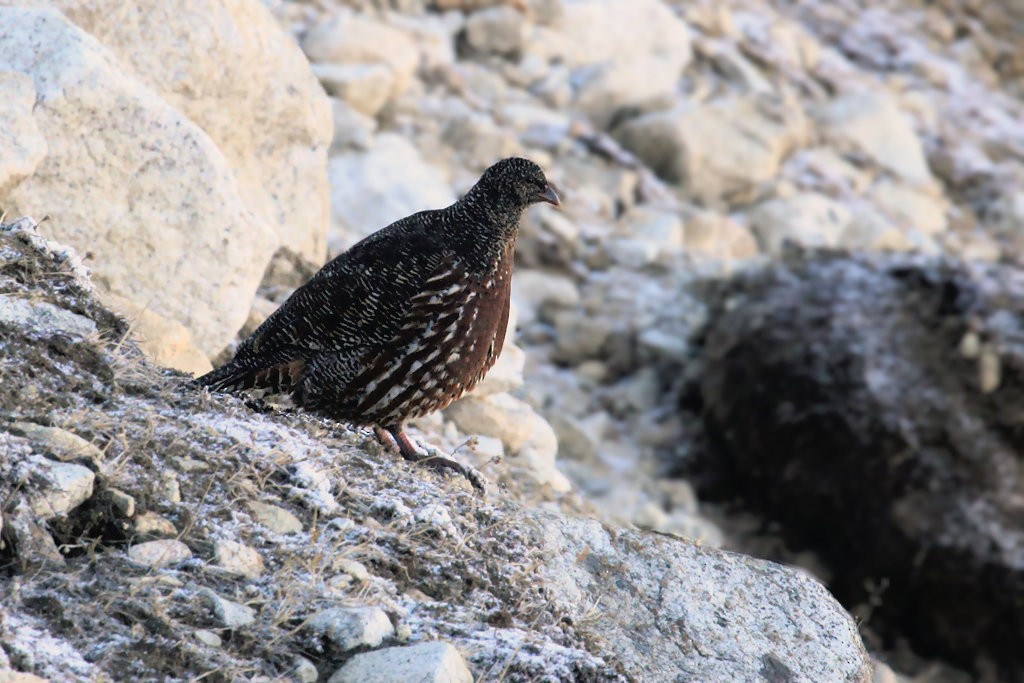 Snow Partridge - ML29072061