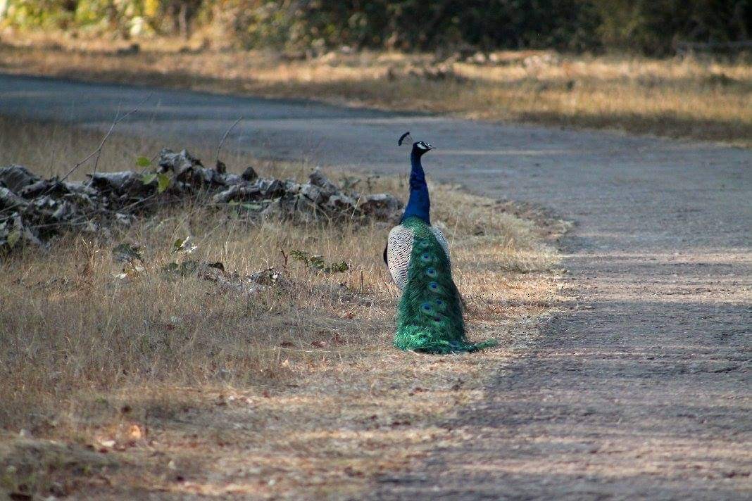 Indian Peafowl - ML290721021