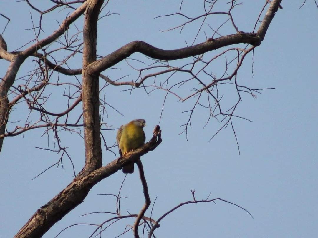 Yellow-footed Green-Pigeon - ML290721171