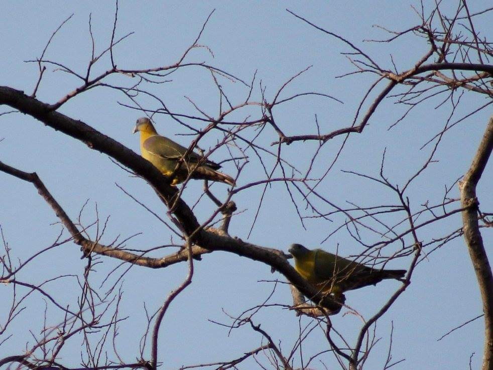 Yellow-footed Green-Pigeon - Kalyani Kapdi