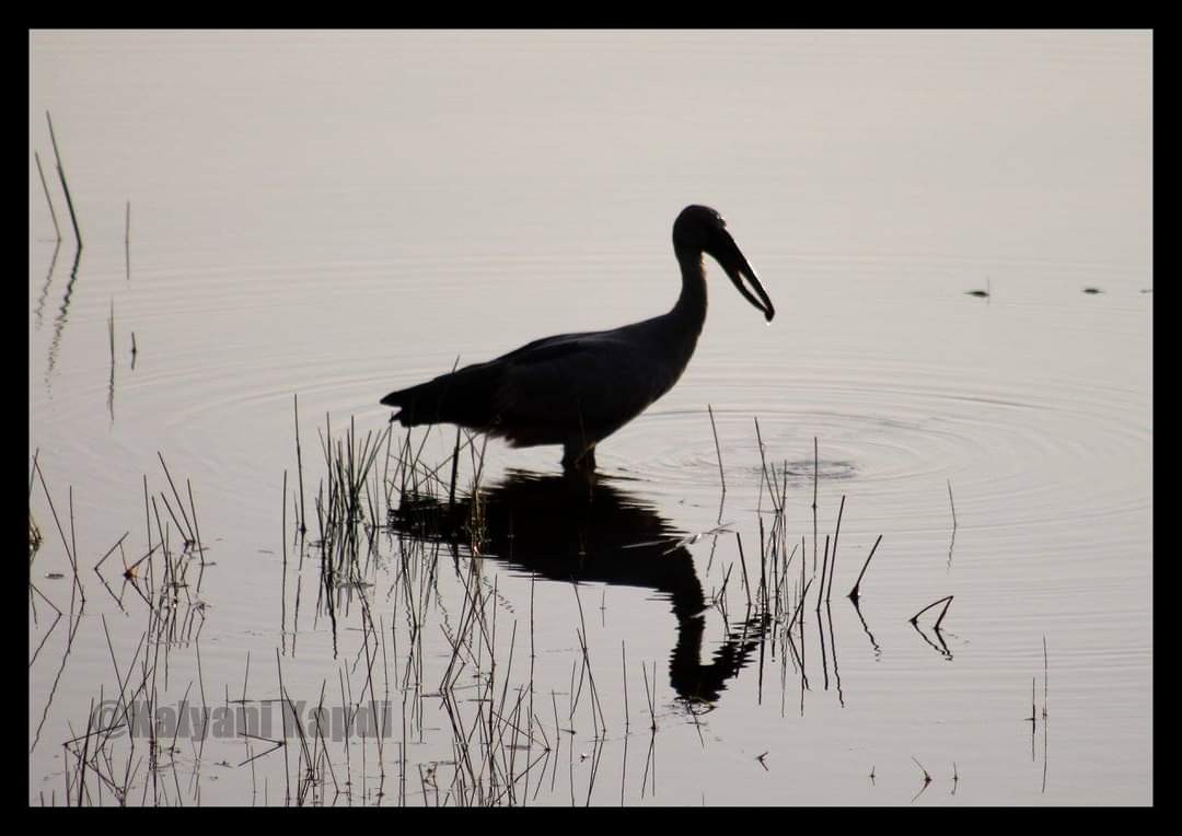 Asian Openbill - ML290721211