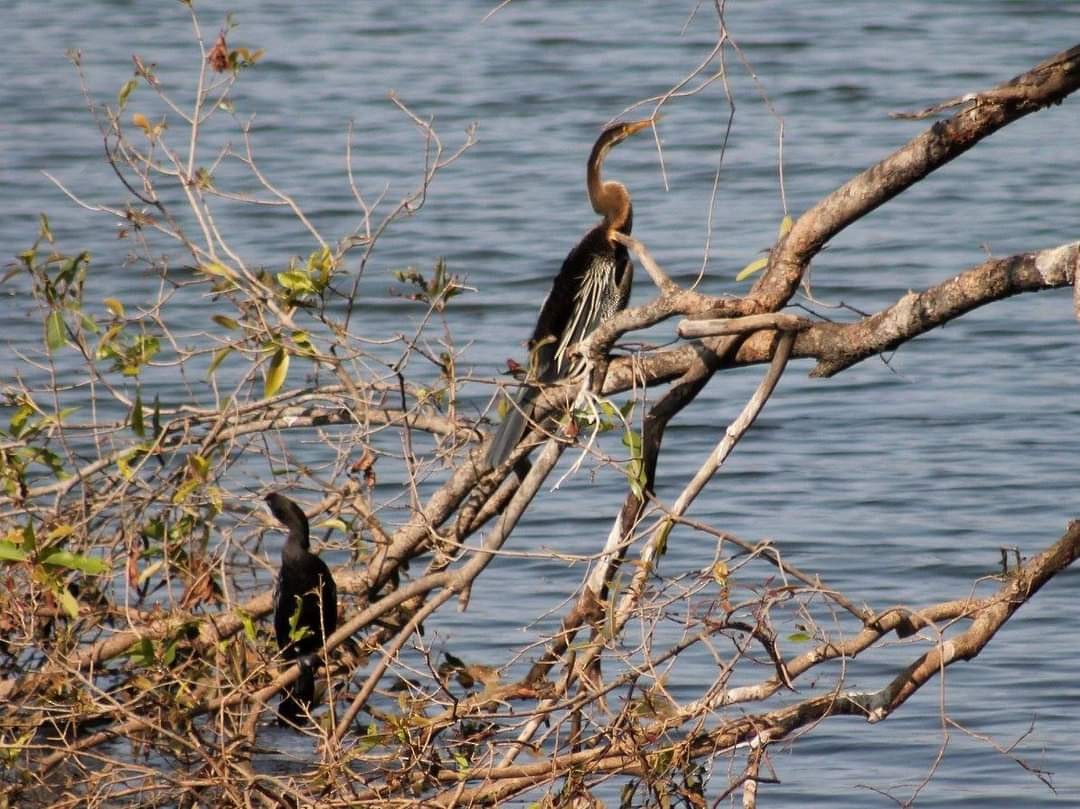 Anhinga Asiática - ML290721221