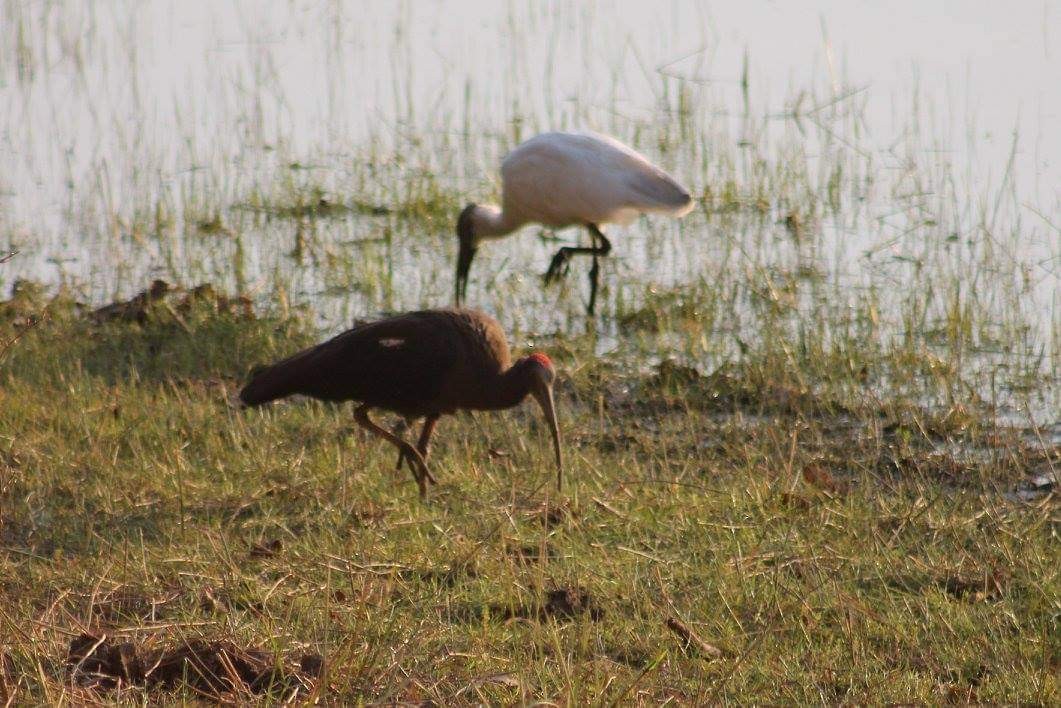 Black-headed Ibis - Kalyani Kapdi