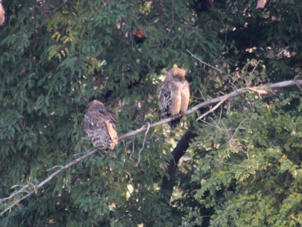 Brown Fish-Owl - ML290721341