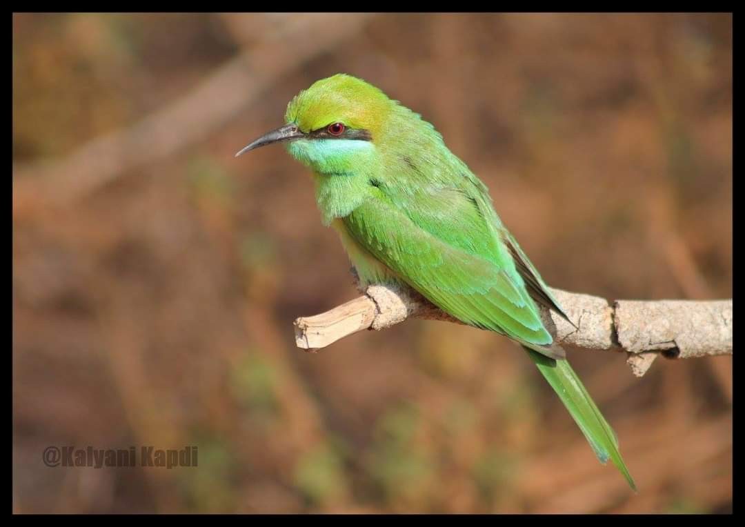 Asian Green Bee-eater - ML290721411