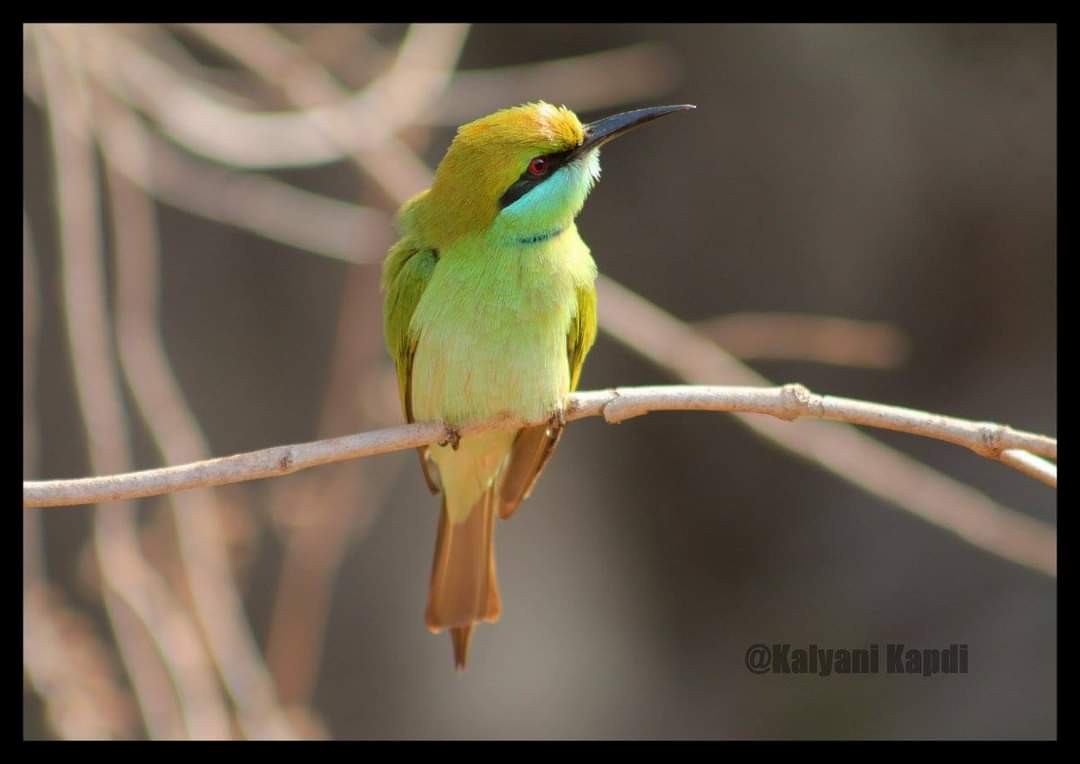 Asian Green Bee-eater - ML290721431