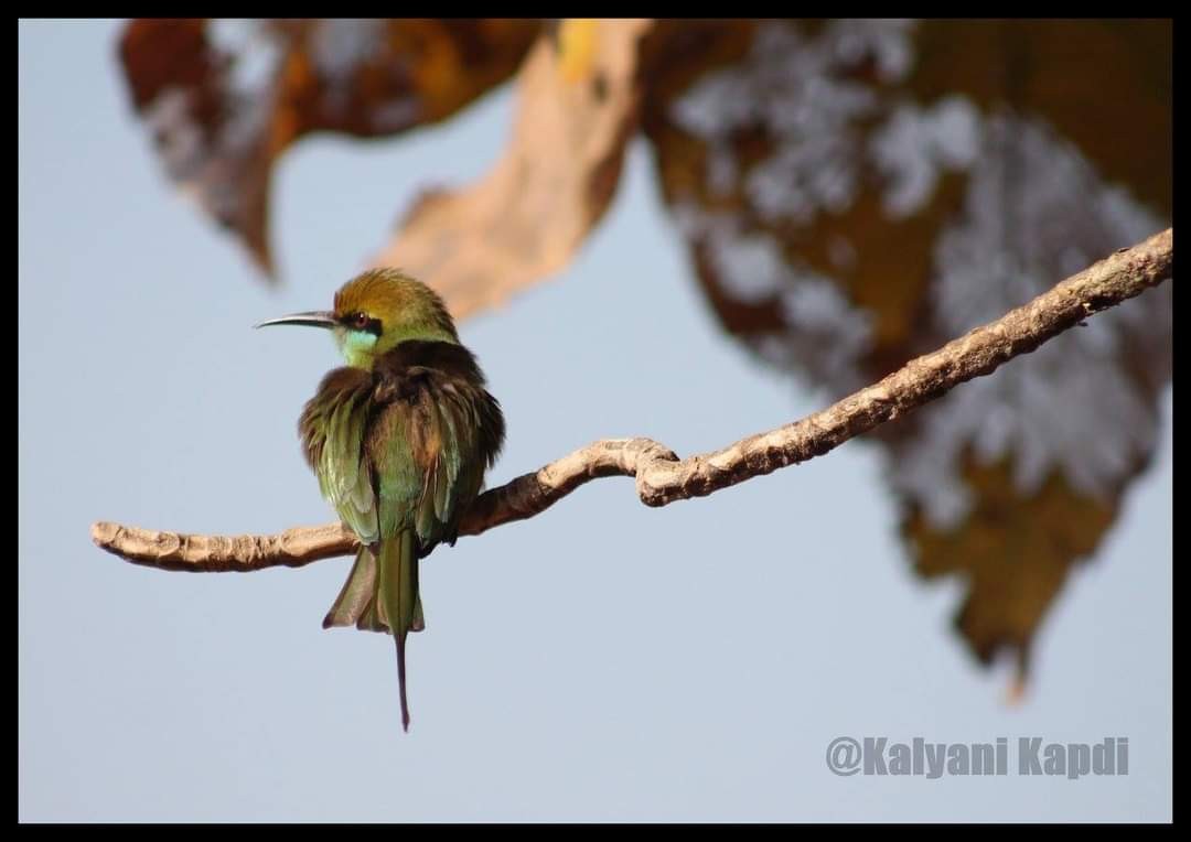 Asian Green Bee-eater - ML290721441