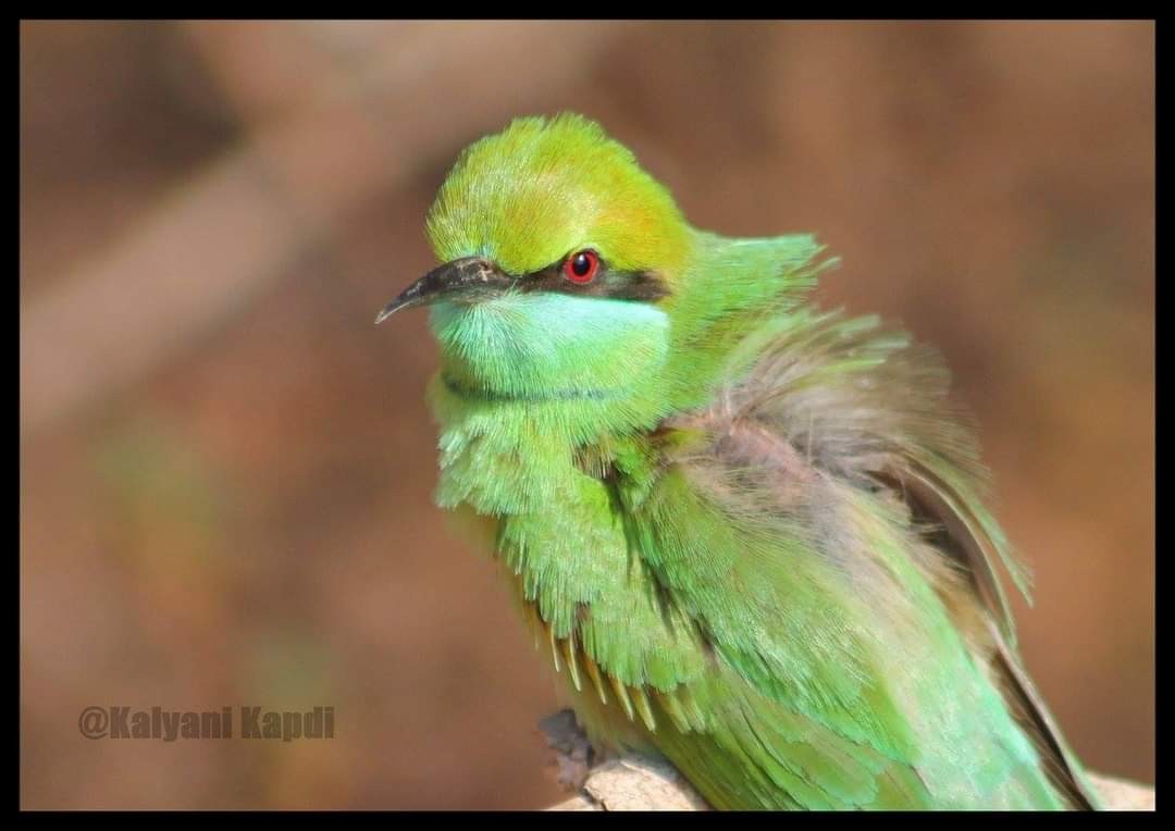 Asian Green Bee-eater - ML290721451