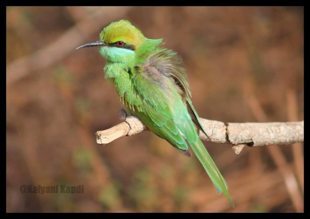 Asian Green Bee-eater - Kalyani Kapdi