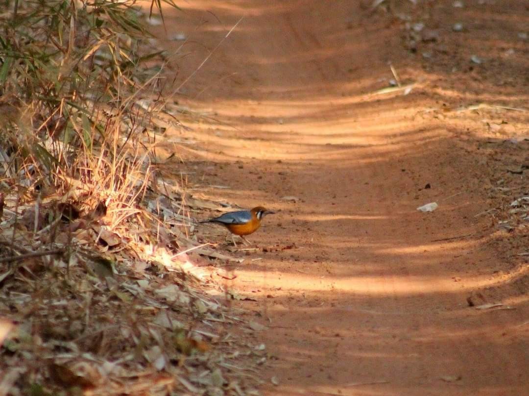 Orange-headed Thrush - ML290721491