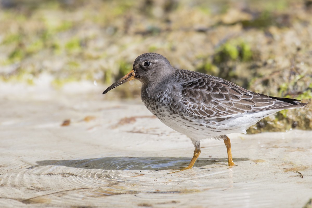 Purple Sandpiper - James Brookman