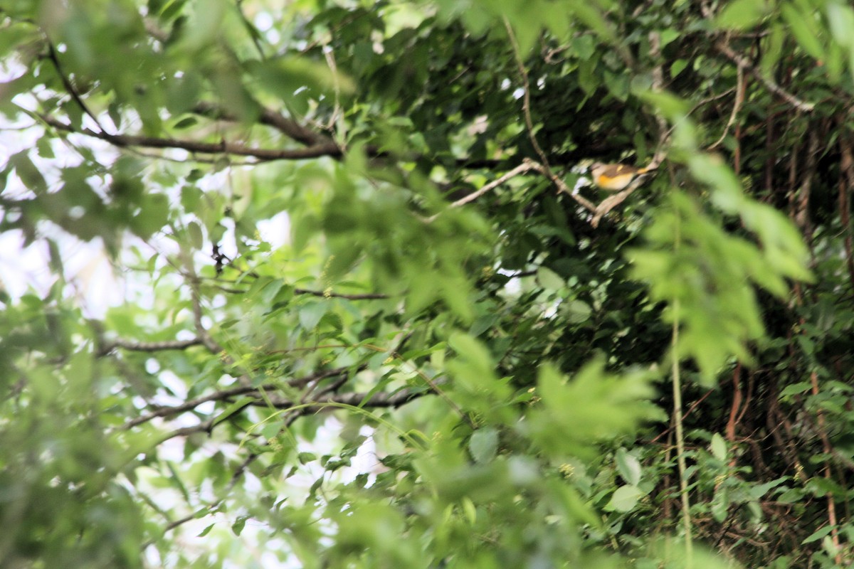 American Redstart - ML29072361