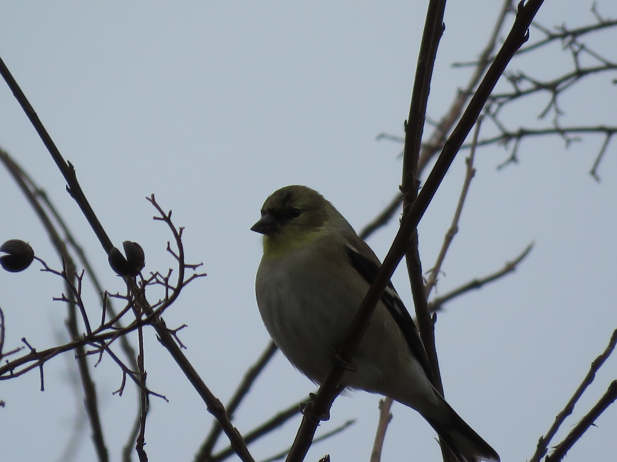 American Goldfinch - ML290724351