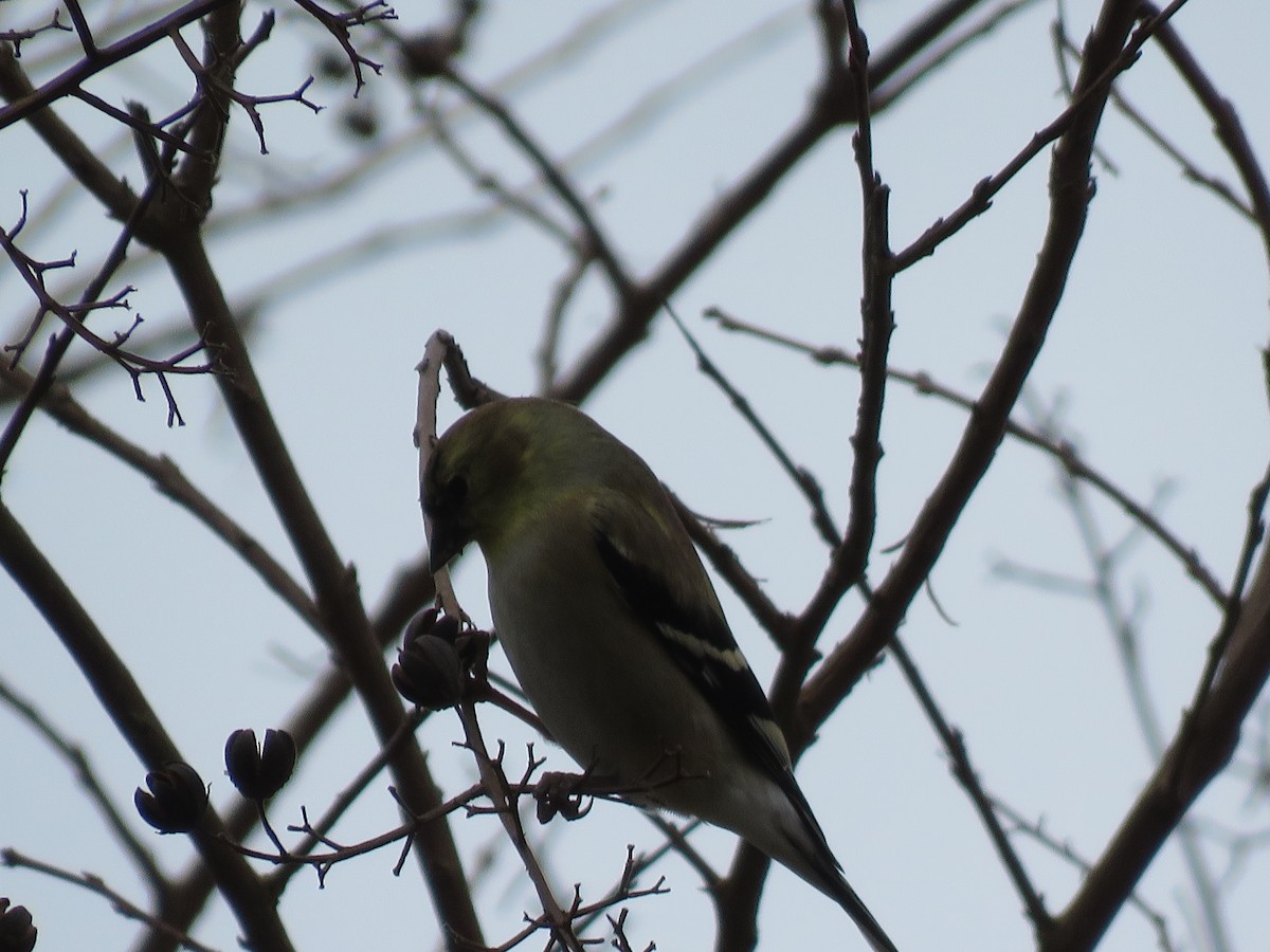 American Goldfinch - ML290724371