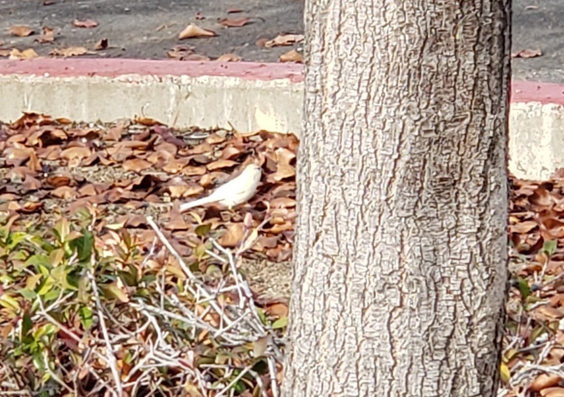 White-crowned Sparrow - ML290725471