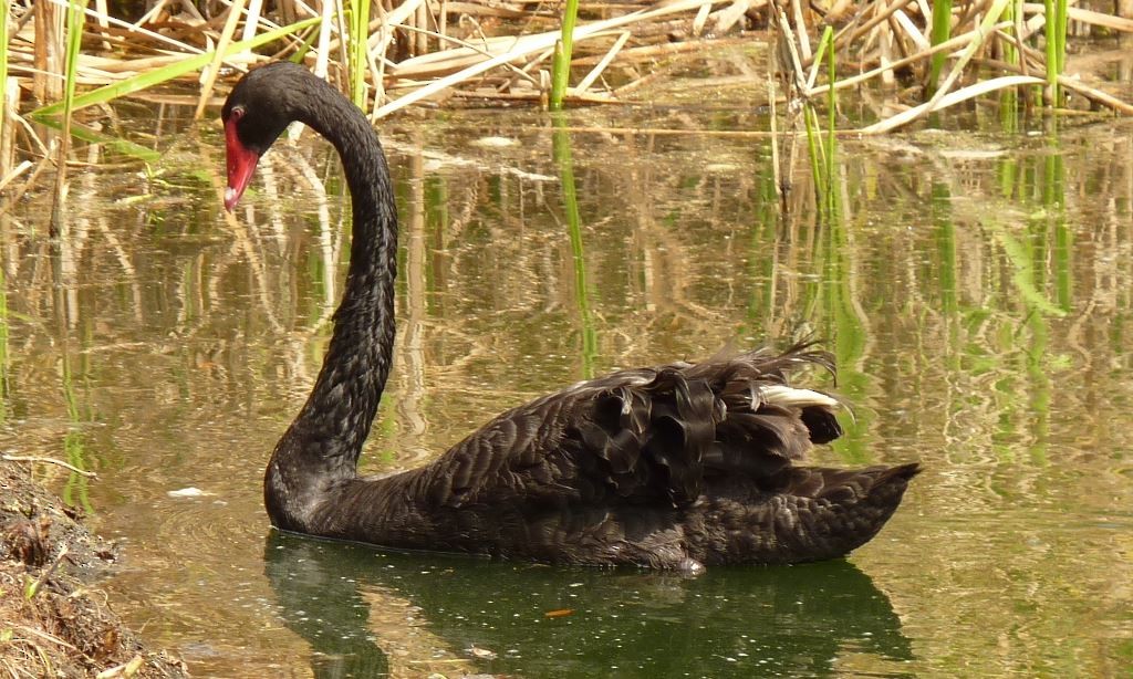 Black Swan - Bill Pranty
