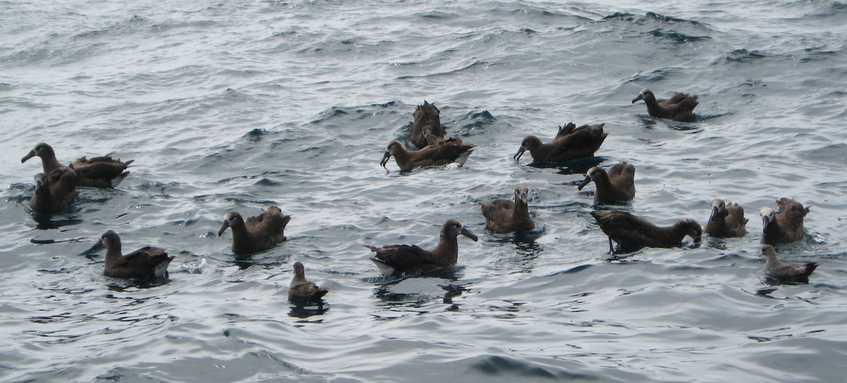 Albatros à pieds noirs - ML290731271