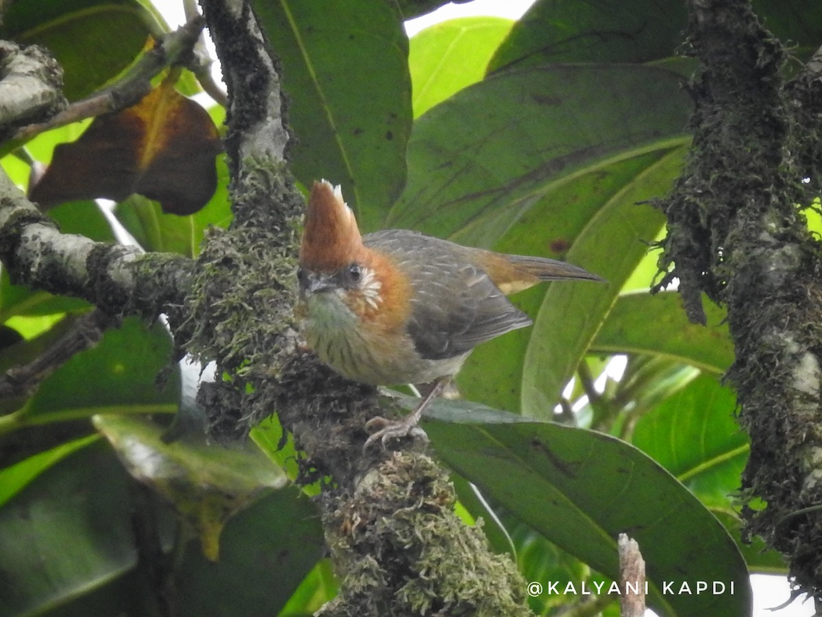 Yuhina Nuquiblanca - ML290731531