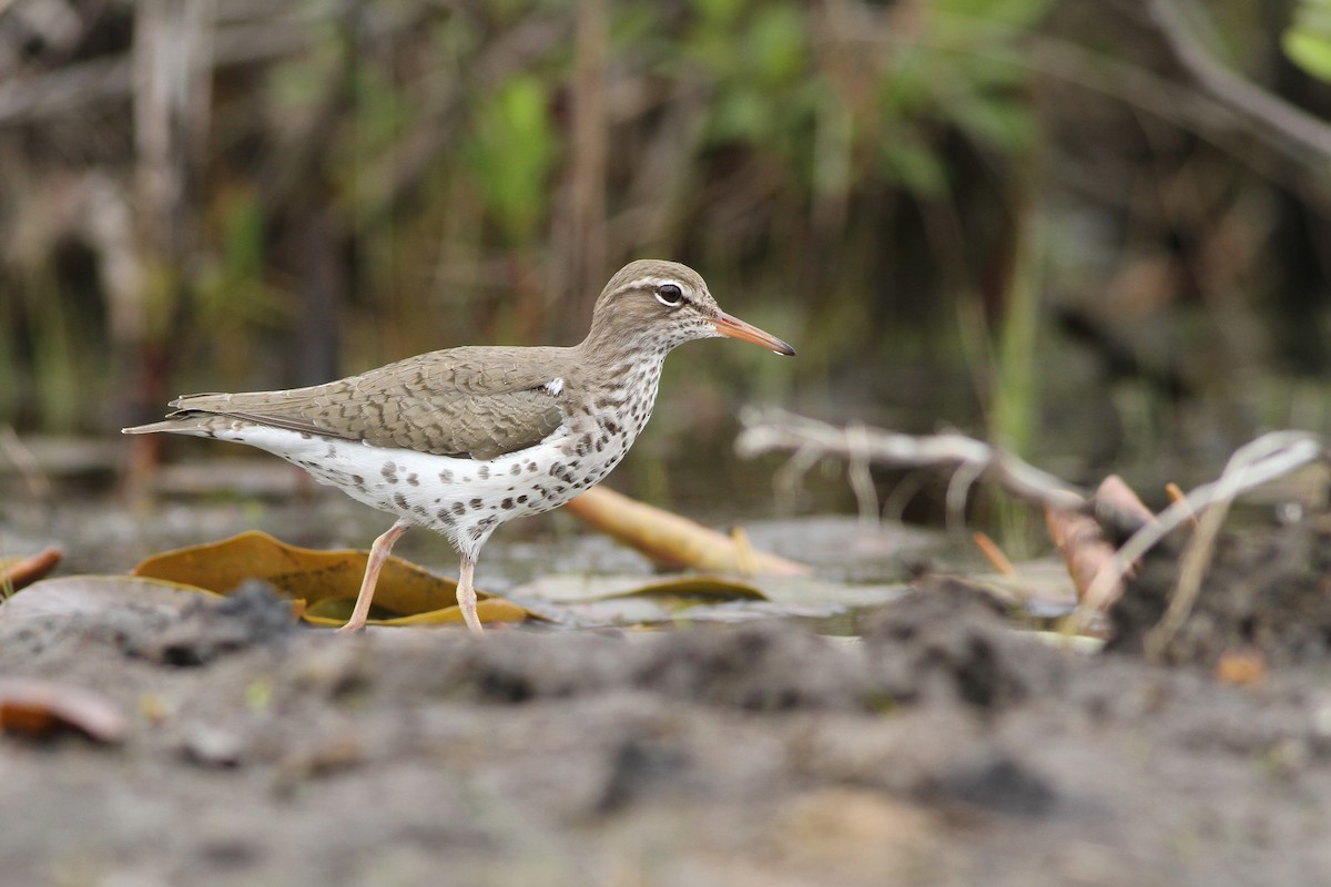 Spotted Sandpiper - ML29073441