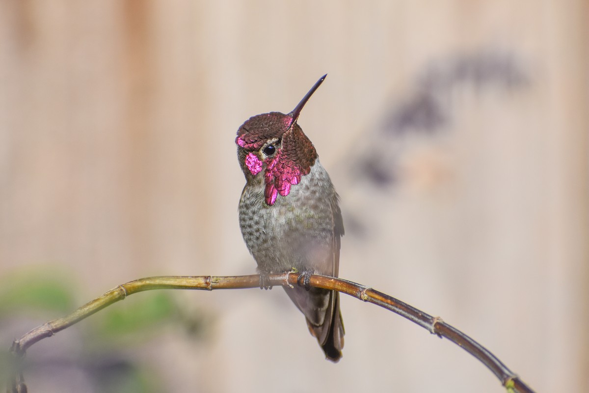 Anna's Hummingbird - Kate E Magoon