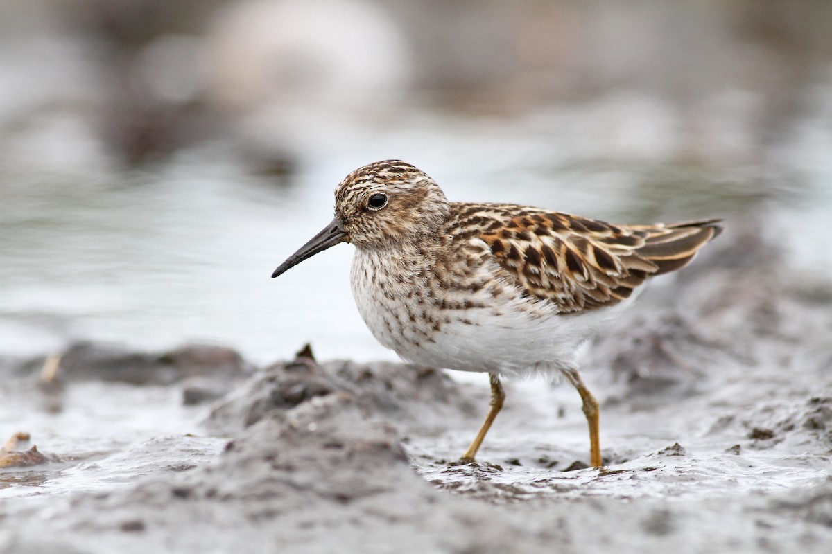 Least Sandpiper - ML29073721