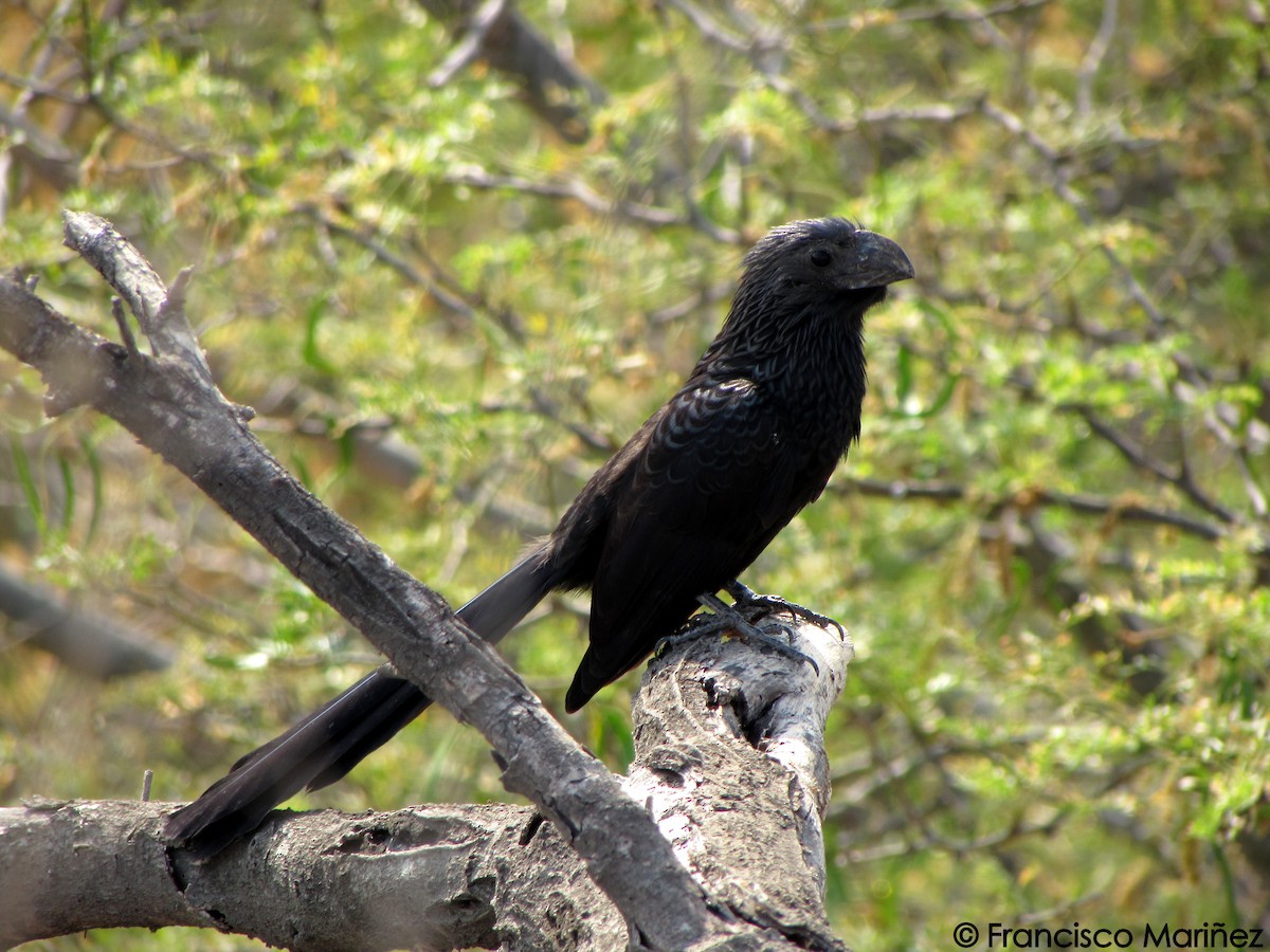 Groove-billed Ani - Francisco Mariñez