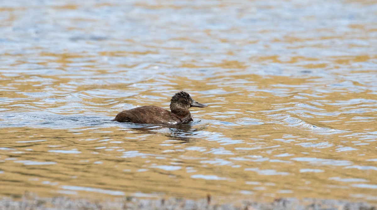 Andean Duck (andina) - ML290737691