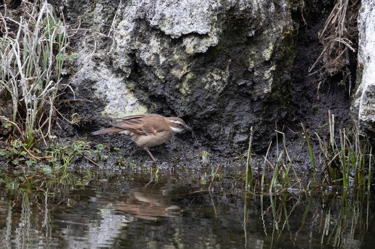 Remolinera Ecuatoriana - ML290738801