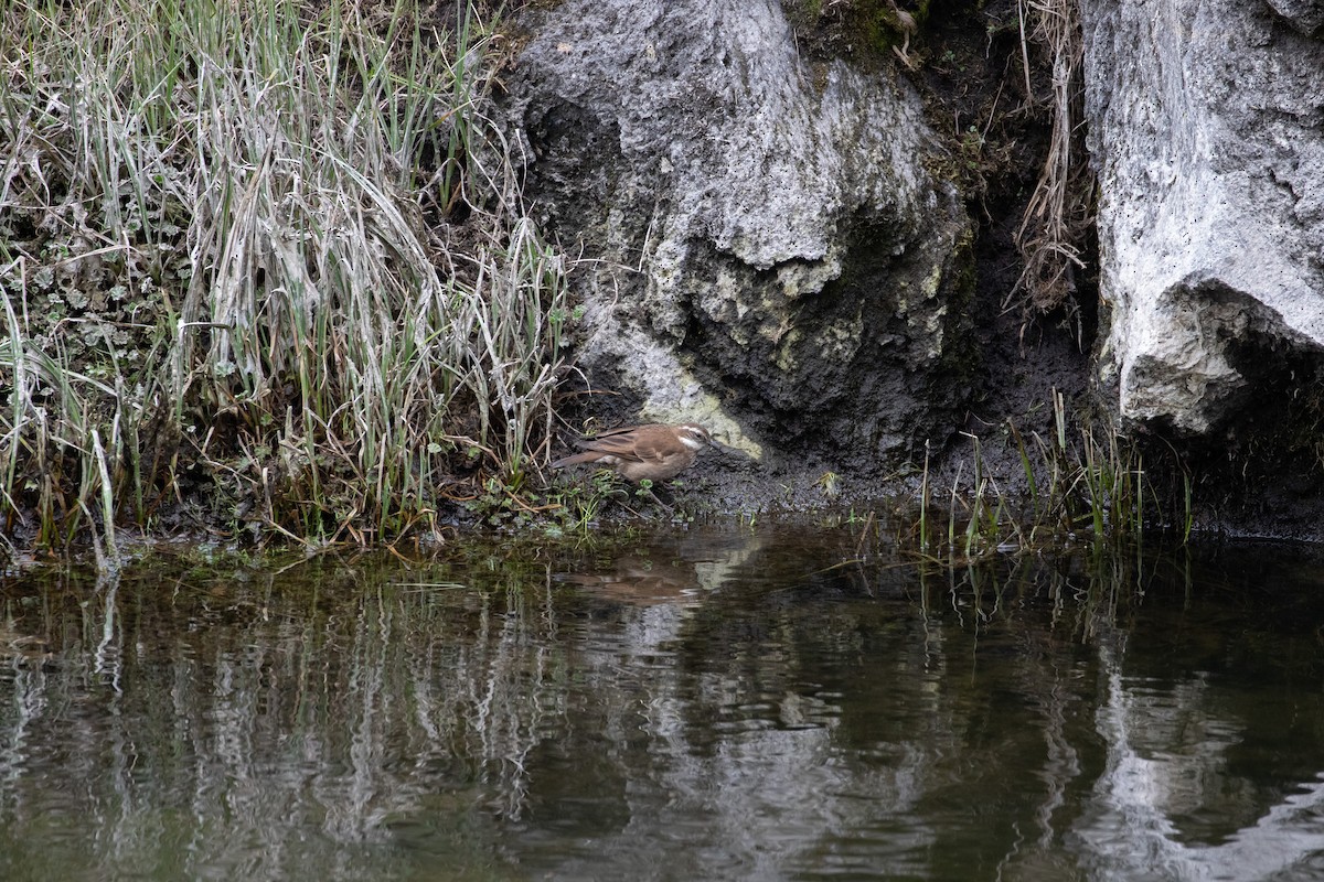 Stout-billed Cinclodes - ML290738971