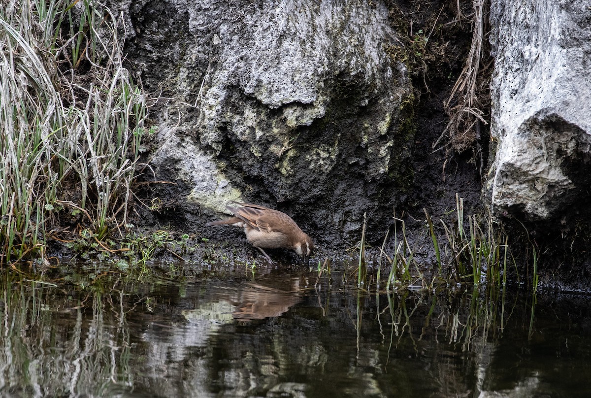 Stout-billed Cinclodes - Cullen Hanks