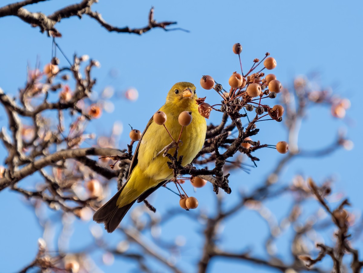 Western Tanager - ML290739081
