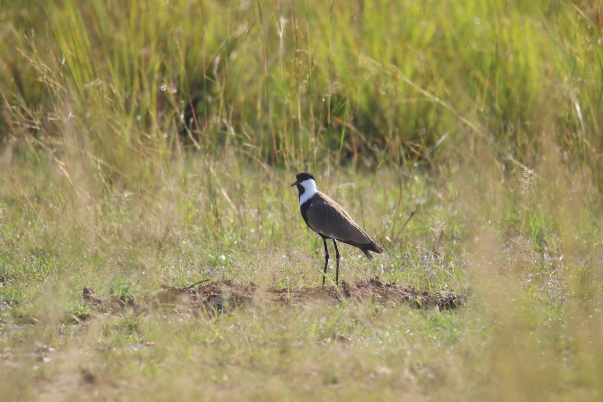 Spur-winged Lapwing - Kevin Lester
