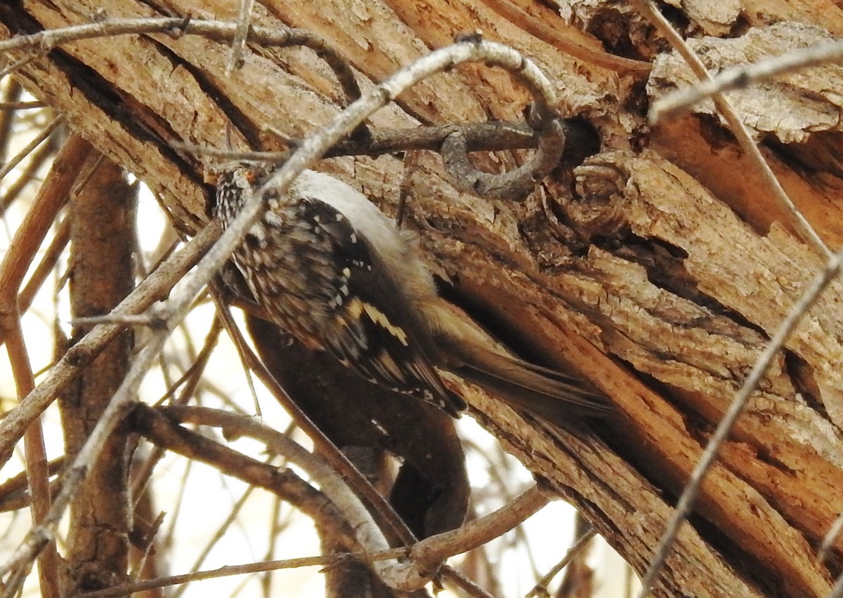 Brown Creeper - Steve Hosmer