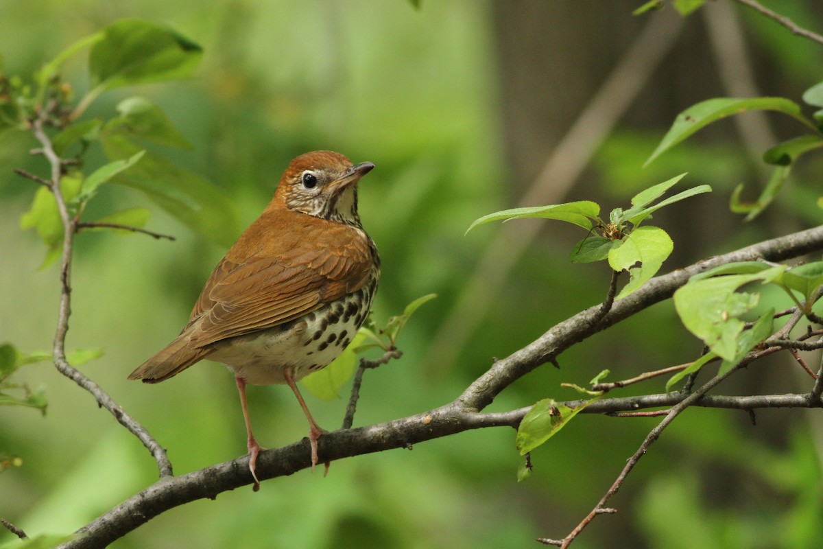 Wood Thrush - Evan Lipton
