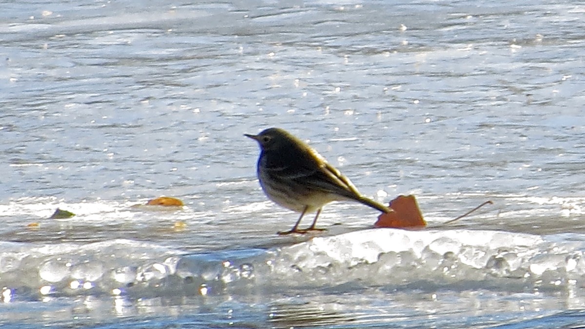 American Pipit - ML290741721